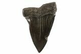 Huge, Fossil Mako Shark Tooth - Georgia #75105-1